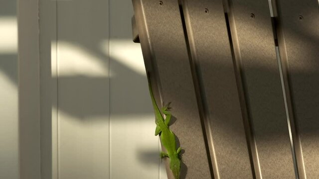 Single tiny small green gecko lizard clinging, hanging and vertically upside down on outdoor furniture with sticky toe pads raising head and walks away, handheld close up profile