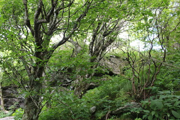 green moss on the tree