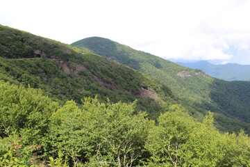 mountain landscape with trees
