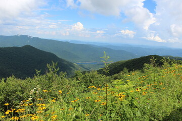 mountain meadow with flowers