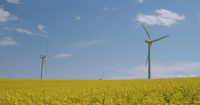 Beautiful Windmills in a Canola Field in Southern Alberta Canada, Renewable Wind Energy