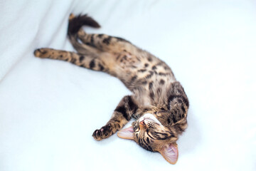 Little charcoal bengal kitty laying on the white background.