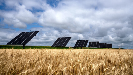 solar farm in wheat field