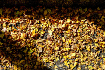【横浜 山下公園付近】イチョウの並木道