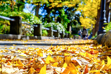 【横浜 山下公園付近】イチョウの並木道