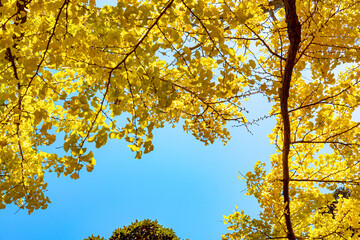 【横浜 山下公園付近】イチョウの並木道