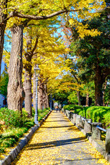 【横浜 山下公園付近】イチョウの並木道