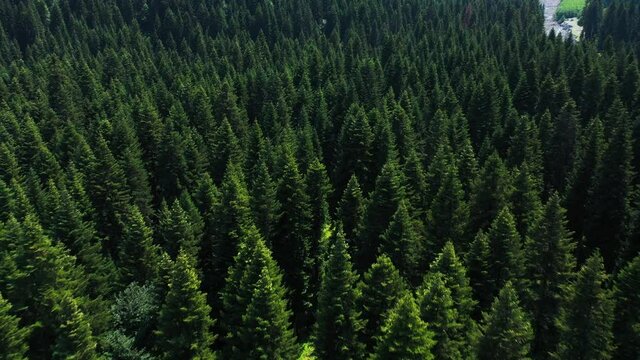 Flying Above The Green Pine Forest In Racha, Georgia - aerial drone