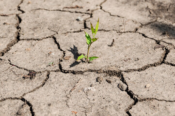 A green sprout breaks through the dried, cracked earth.