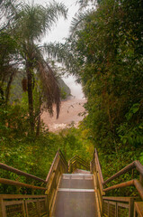Path with ladder in the jungle.