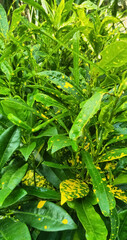 Fototapeta premium close up of green and yellow leaves