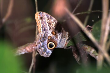 owl butterfly 