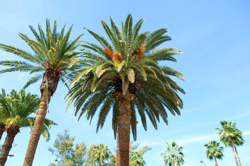 Tops of palm trees (Phoenix canariensis, in first plan), bright blue sky, clear sunny day.