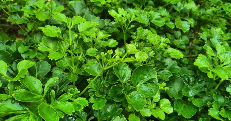 background of green leaves