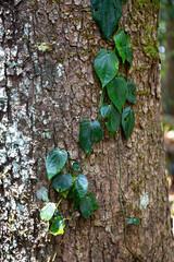 Vine clinging to forest tree on Atherton Tablelands in Tropical North Queensland, Australia
