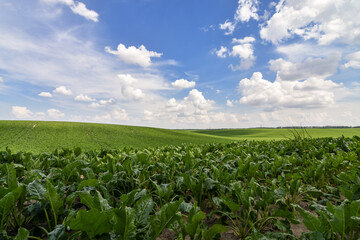 Endless green field of sweet sugar beet growing with blue sky background