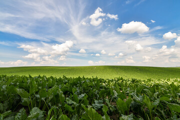 Endless green field of sweet sugar beet growing with blue sky background