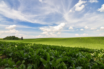 Fototapeta na wymiar Endless green field of sweet sugar beet growing with blue sky background
