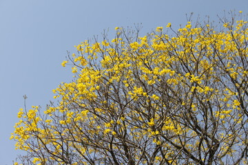 Yellow flower tree with blue sky behind. Ipê-amarelo. Yellow ipe tree. Magnoliopsida, Magnoliophyta, Bignoniaceae, Lamiales. Handroanthus albus.