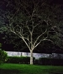 tree at night