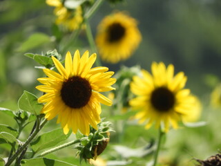 sunflowers in the field
