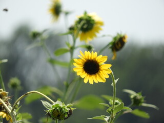 field of sunflowers