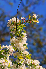 cherry blossom in spring