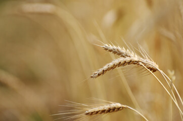 ears of golden ripe wheat with a blurred rear background of the field