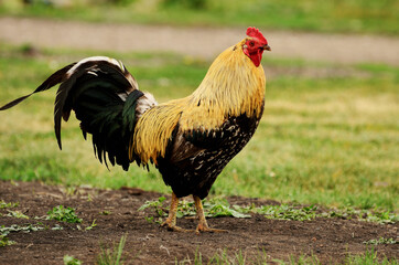 rooster in full growth in the countryside against the background of grass and earth with a large fluttering tail