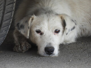 white dog sleeping