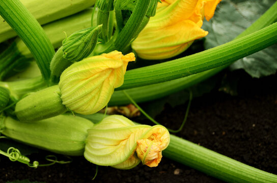 yellow flowers of young fresh courgette on the bush