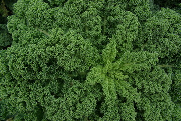 Close up of green curly kale plant in a vegetable garden.