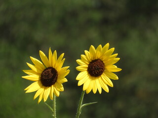 field of sunflowers