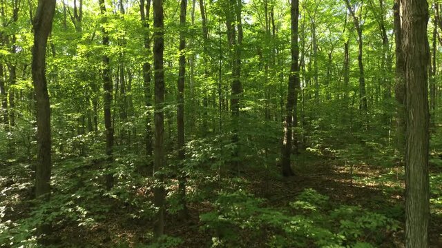 Drone flying inside a forest with slight forward motion in the summer