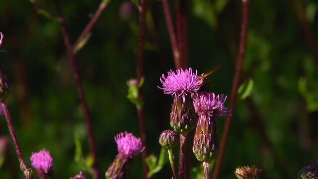 Single Tachinid Fly (Tachina fera) Collecting Nectar, On A Creeping Thistle