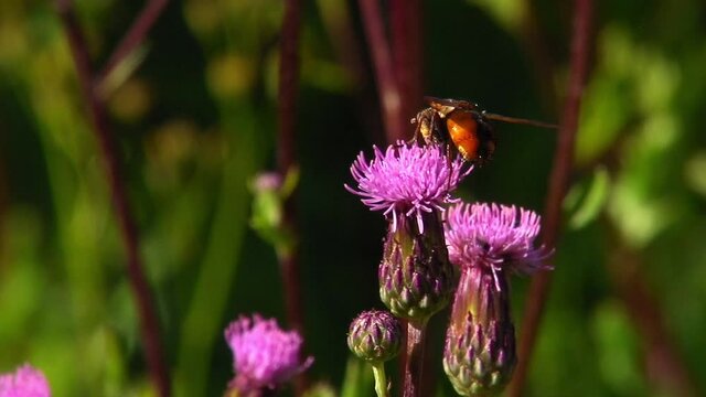 Tachinid Flies (Tachina fera) Fighting For Nectar, On A Creeping Thistle