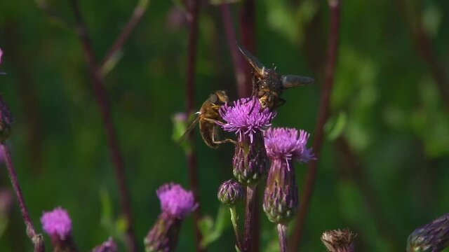 Single Tachinid Fly (Tachina fera) Attack And Eat Ant, On A Creeping Thistle