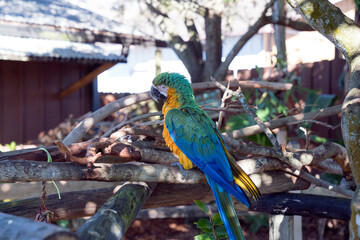 blue and yellow macaw ara © RME