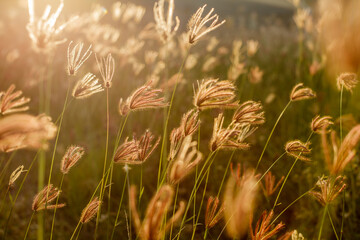 Chloris gayana or Rhodes grass in sunset light. Rural landscape. Bali Island, Indonesia. Natural background. Soft focus.