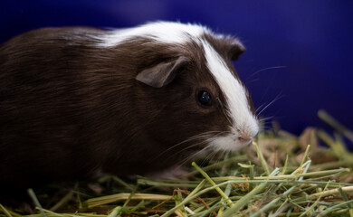 Guinea Pig 
