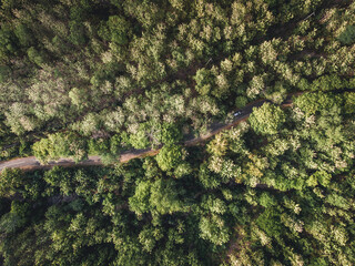 Aerial view of forest tree with a small road and electrical cable installation. Rainforest ecosystem and healthy environment concept and background, Texture of green tree forest view from above.