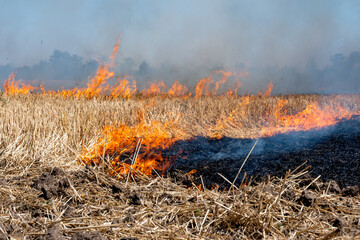 Burning of the cut wheat in the field