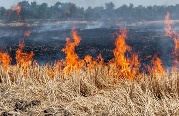 Burning of the cut wheat in the field