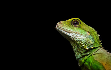 Close up shot of a green iguana on a black background.