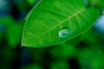葉の上の水滴