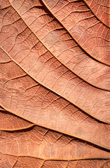 Brown map leaf texture	
