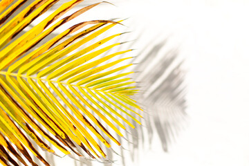 Fototapeta premium Close up of large yellow palm leaf casts shadow on the white sand of a tropical beach. Copy space background 