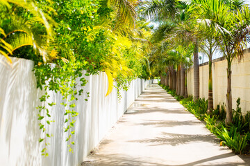 Beautiful narrow pedestrian street corridor to the beach with tropical plants and palm trees along the walls in perspective. Copy space background