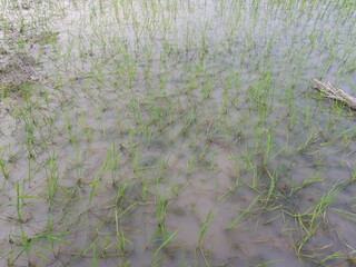 Paddy field  the rain season in India. Beautiful landscape and green rice field in the countryside. Young rice growing in the paddy field. Close up of growing rice plant. Paddy farm in Jharkhand India