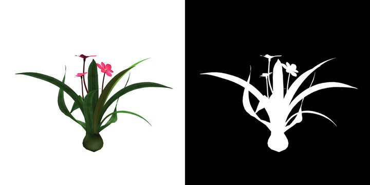 Front view of floral plant (Rhodohypoxis) png with alpha channel to cutout 3D rendering